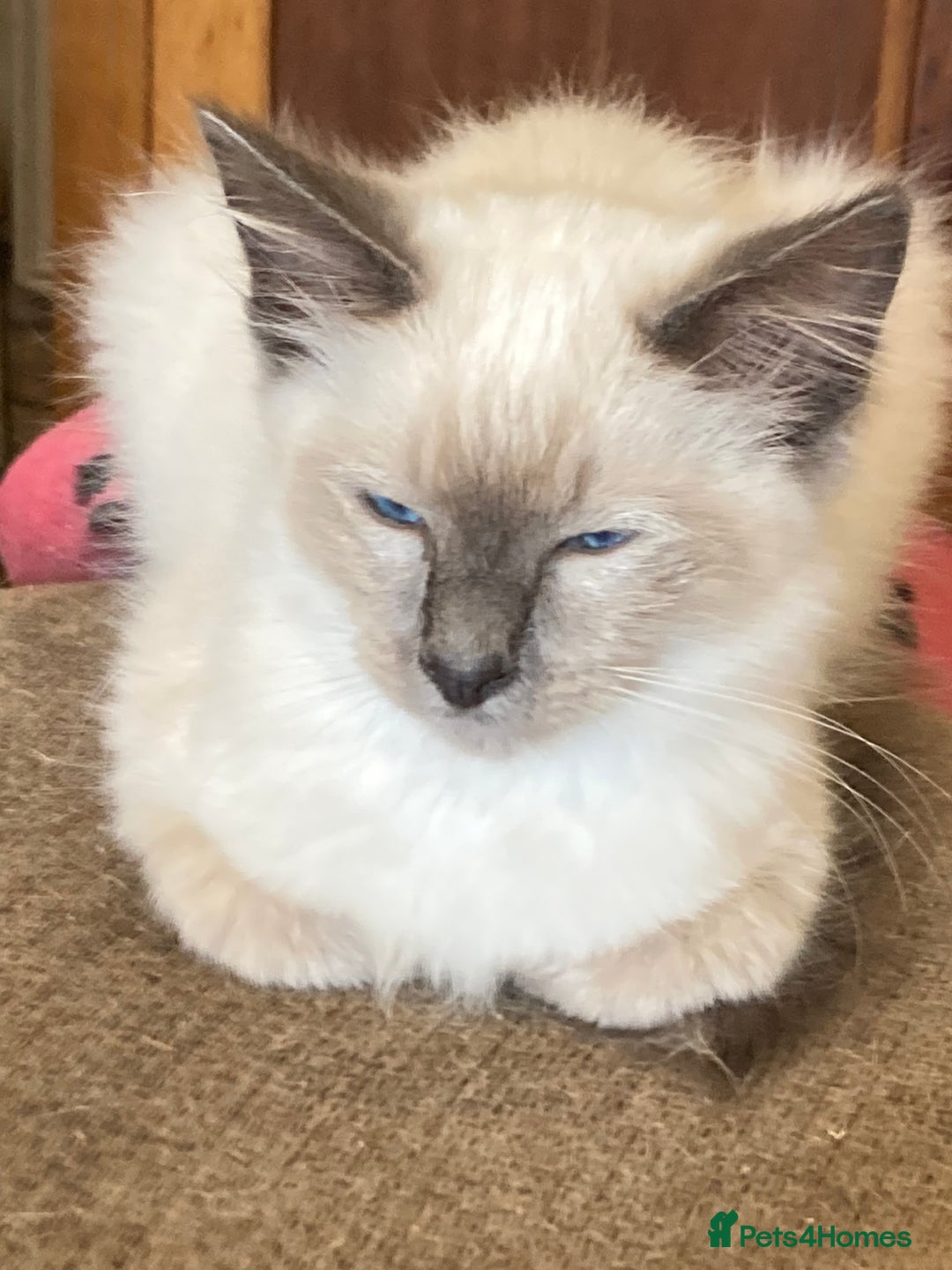 Ragamese cats for sale: Two lovely ragamise boy kittens  - Image 2