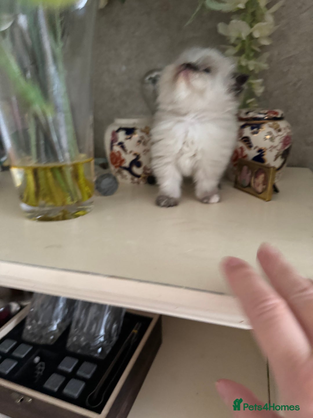 Birman cats for sale: Beautiful  Tortie  girl avaible - Advert 7