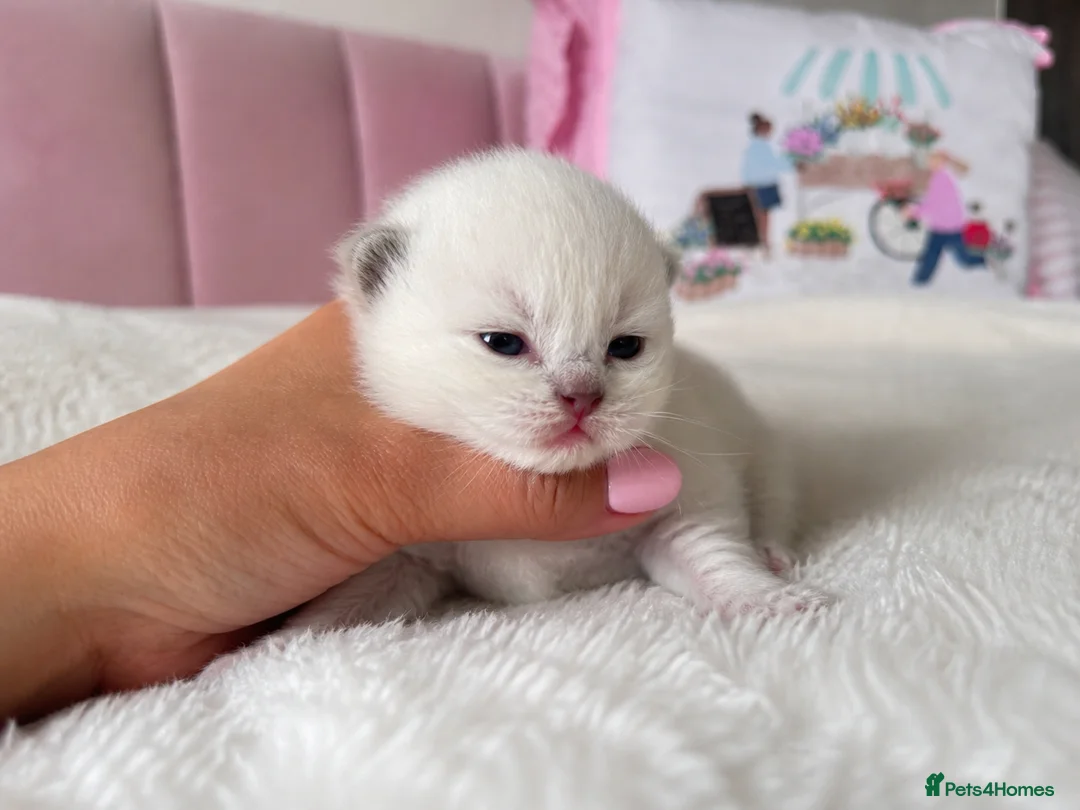 Ragdoll cats for sale: ✨ Full Pedigree Ragdoll Kittens – 2 Boys & 2 Girls - Advert 2
