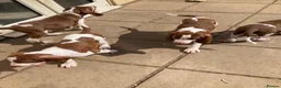 Bracco Italiano dogs for sale: Wonderful litter  - Advert 14