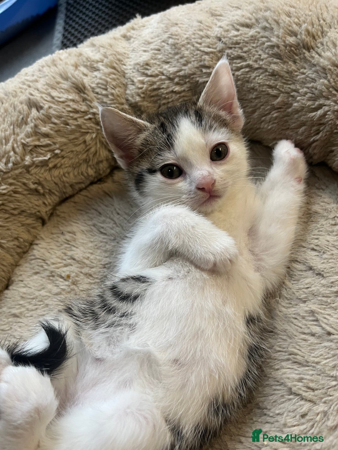 Mixed Breed cats for sale: 2 Adorable 8 week old kittens - Advert 17