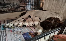 English Springer Spaniel dogs for sale: English springer spaniel puppies - Image 5