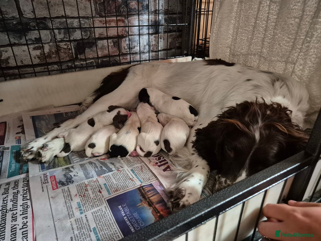 English Springer Spaniel dogs for sale: English springer spaniel puppies - Image 5