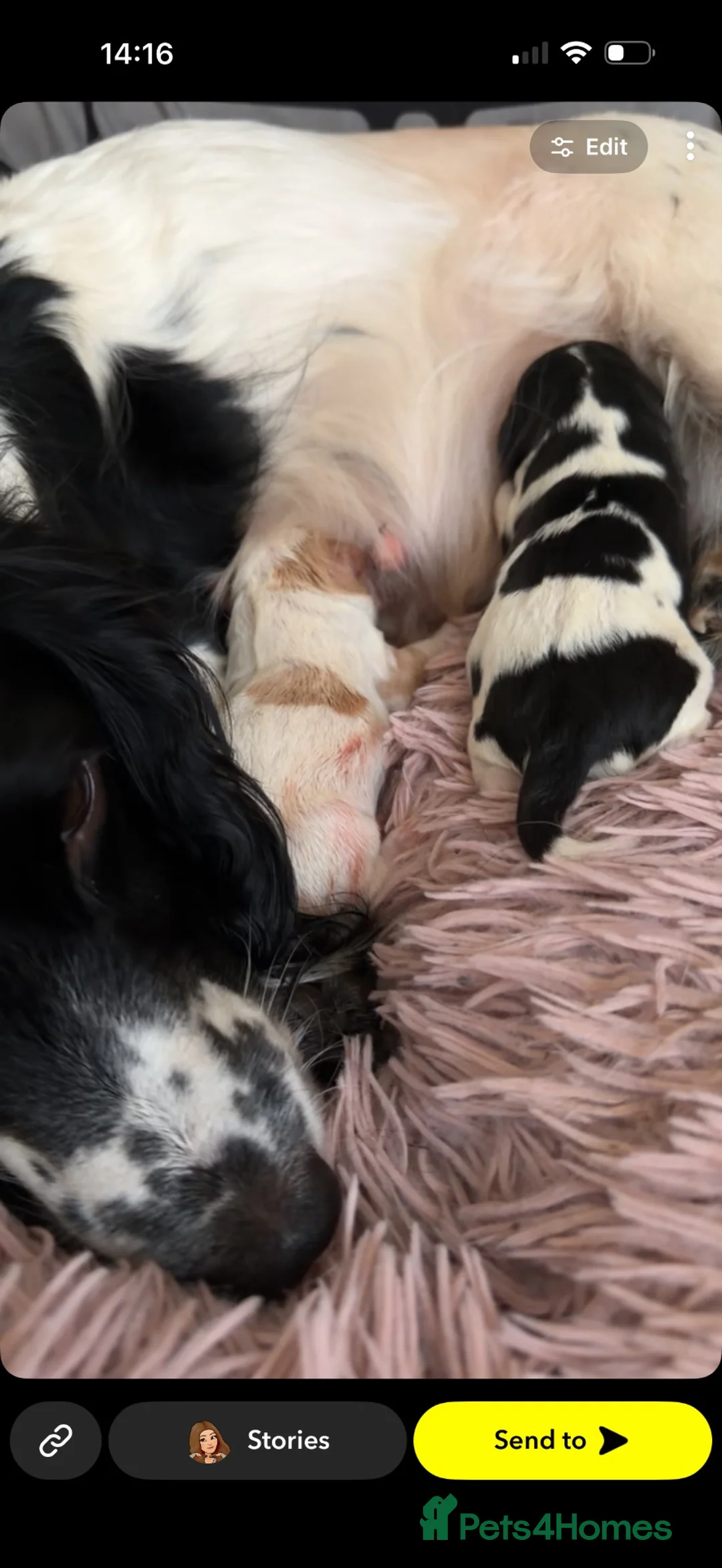 Mixed Breed dogs for sale: ONE PUP LEFT  - Advert 2