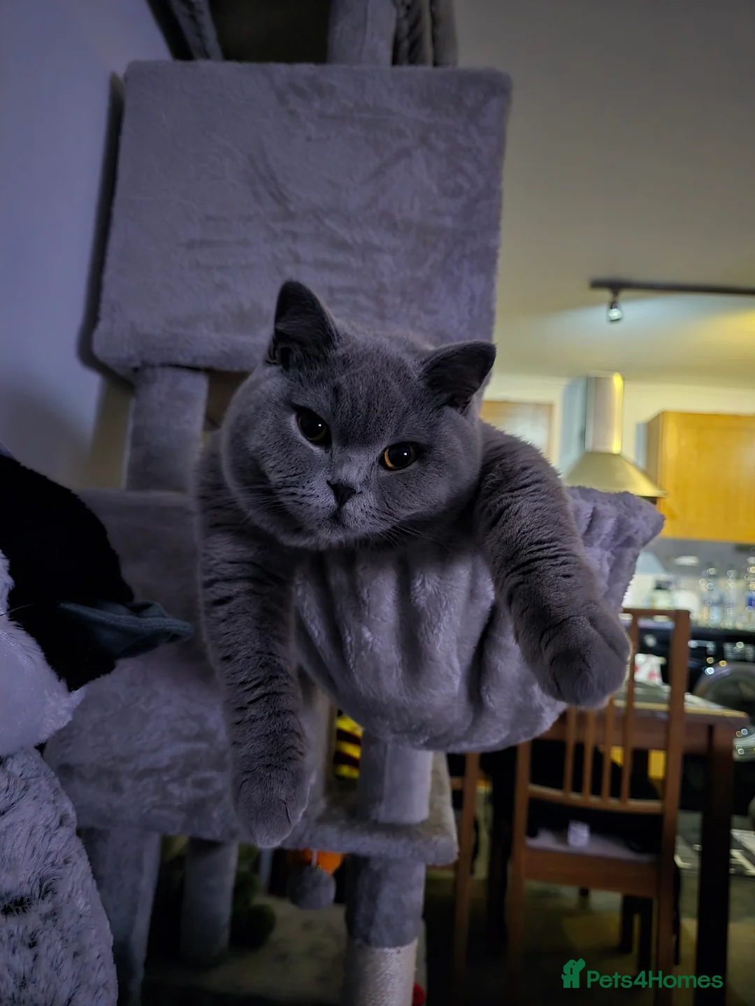 British Shorthair cats for stud: Mr Coco - Advert 10