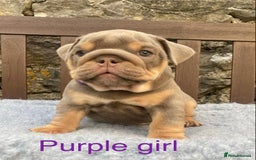 English Bulldog dogs for sale: Beautiful KC lilac & tan English bulldog puppies - Image 30