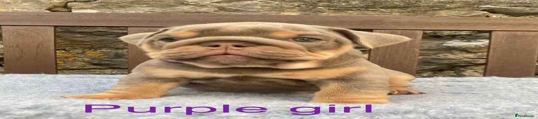 Purple collar girl