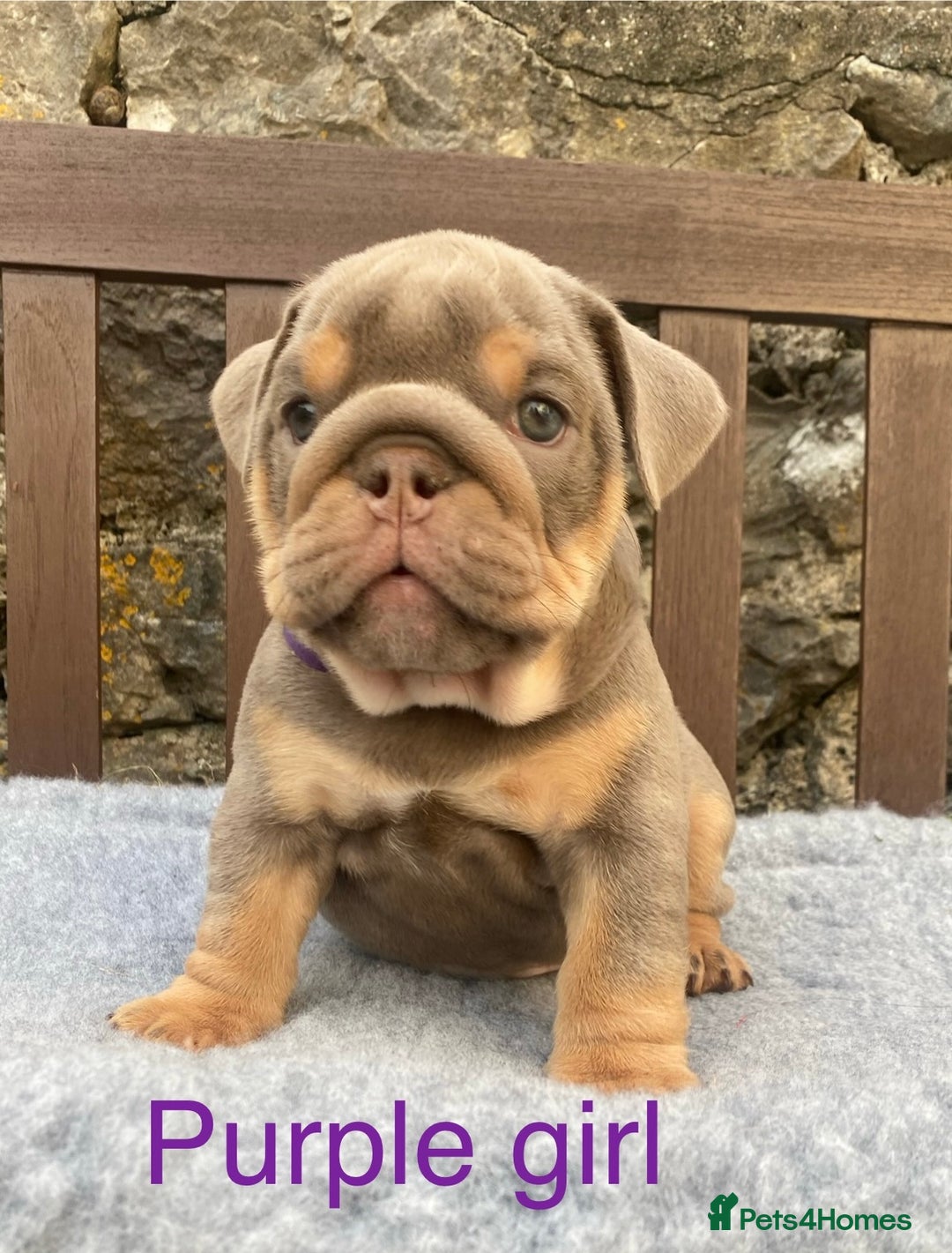 English Bulldog dogs for sale: Beautiful KC lilac & tan English bulldog puppies - Image 30