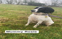 Sprocker dogs for sale: Black and white Sprockers looking for homes  - Image 2