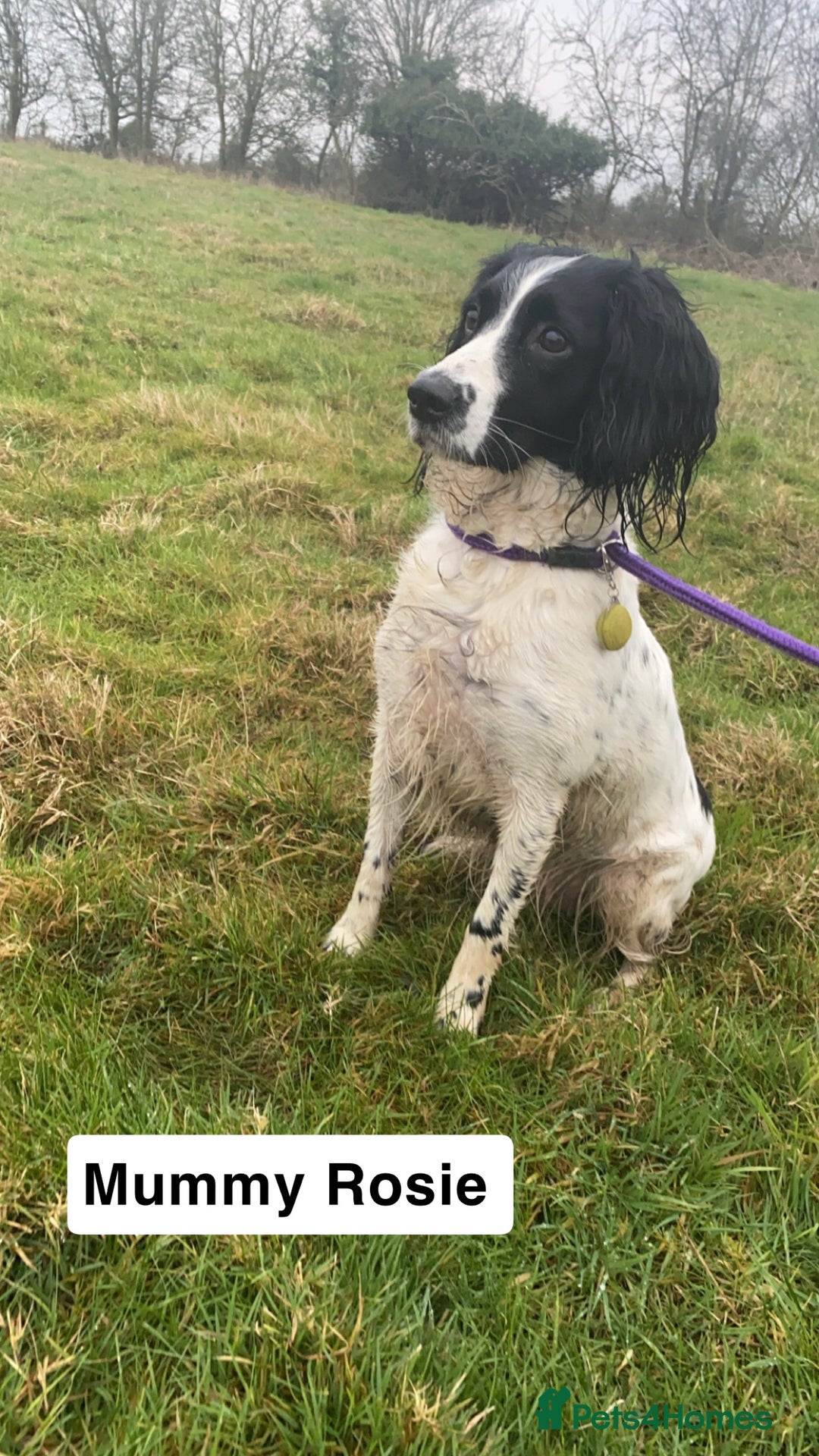 Sprocker dogs for sale: Black and white Sprockers looking for homes  - Image 2