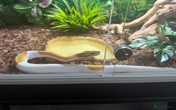 Python Snake reptiles for sale: Mojave fire pied ball python’s and full set up - Image 4