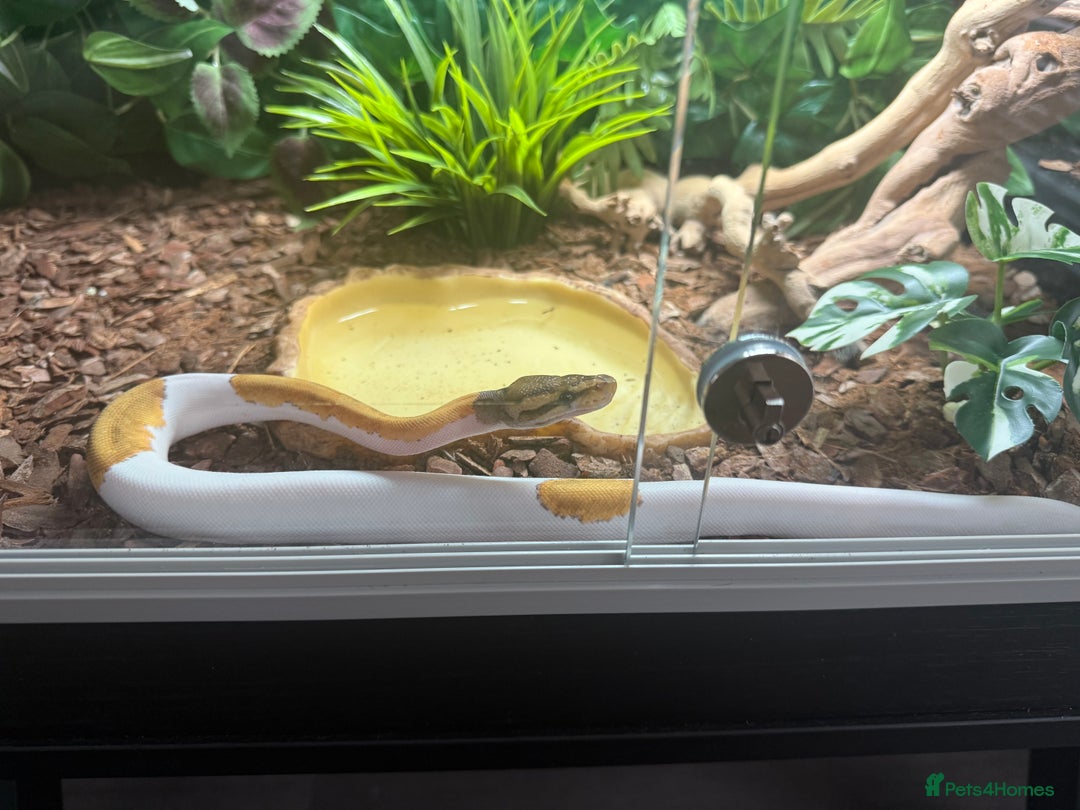 Python Snake reptiles for sale: Mojave fire pied ball python’s and full set up - Image 4