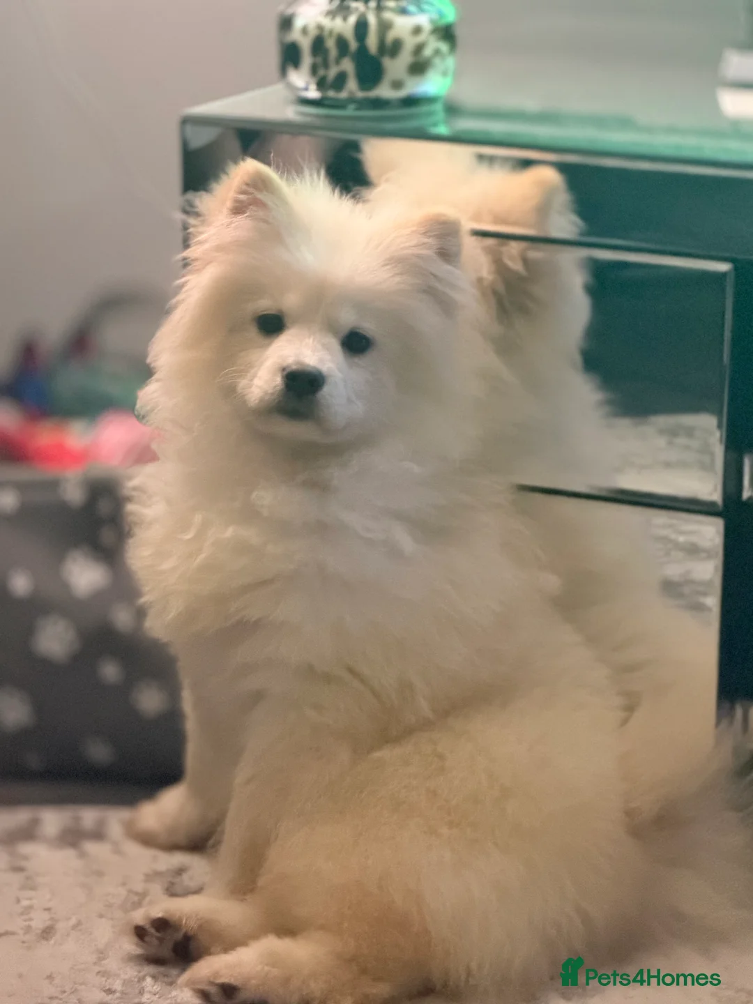 Mixed Breed dogs for sale: Chow Pom Puppy For Sale  - Advert 2