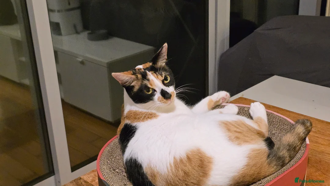 Mixed Breed cats for adoption: [Indoors Only] Light - Lovely & Playful Boy - Advert 14