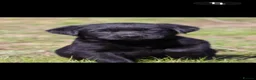 Labrador Retriever dogs for sale: Labrador puppies  - Advert 10