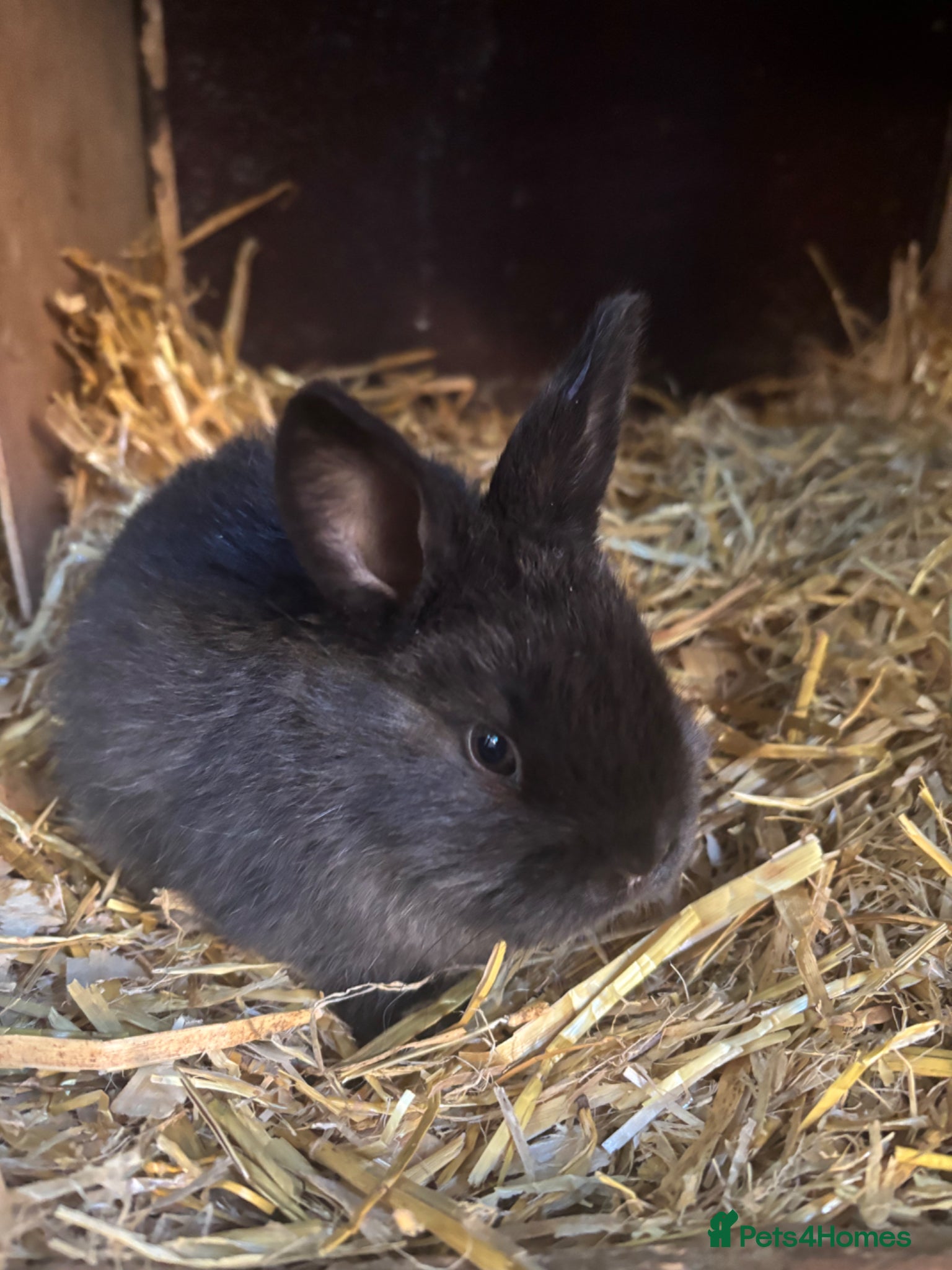 Mixed Breed rabbits 2 Sallander x lop babies ready to leave now  - Advert 22