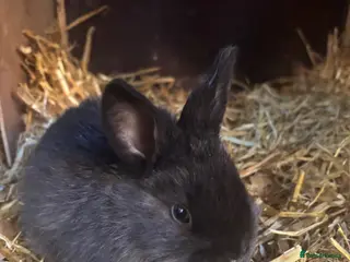 Mixed Breed rabbits 2 Sallander x lop babies ready to leave now - Advert 22