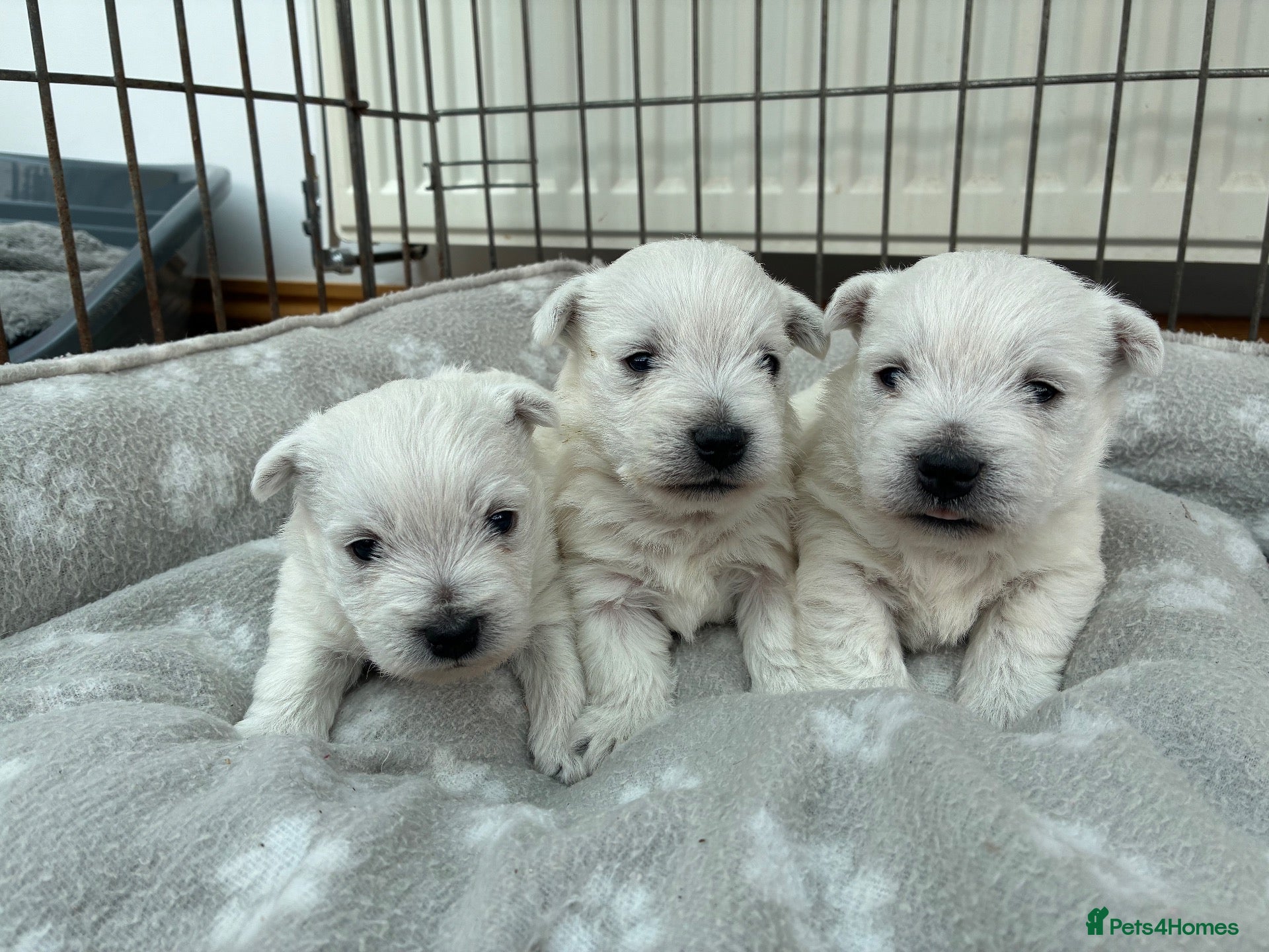 West Highland Terrier dogs West Highland Terriers  - Advert 1