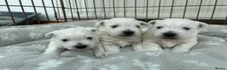 West Highland Terrier dogs for sale: West Highland Terriers  - Advert 6