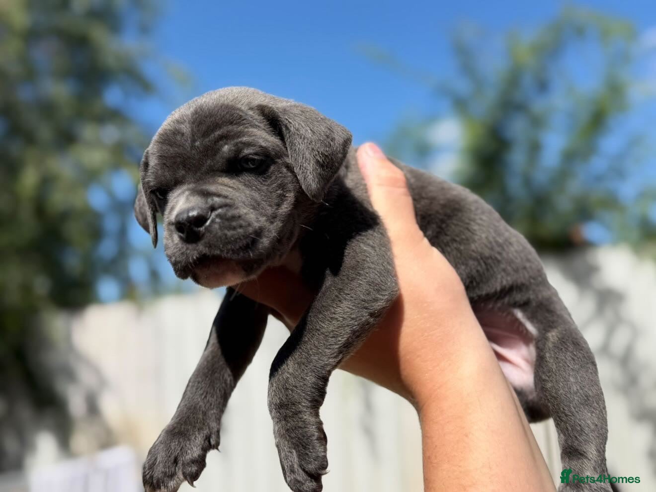 Cane Corso dogs Stunning cane corso 🐶 - Advert 1