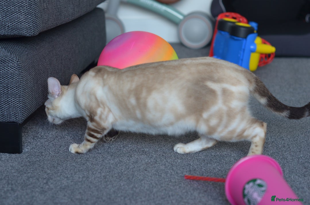 Bengal cats for stud: ***WANTED STUD***F1 Bengal stud needed - Image 6