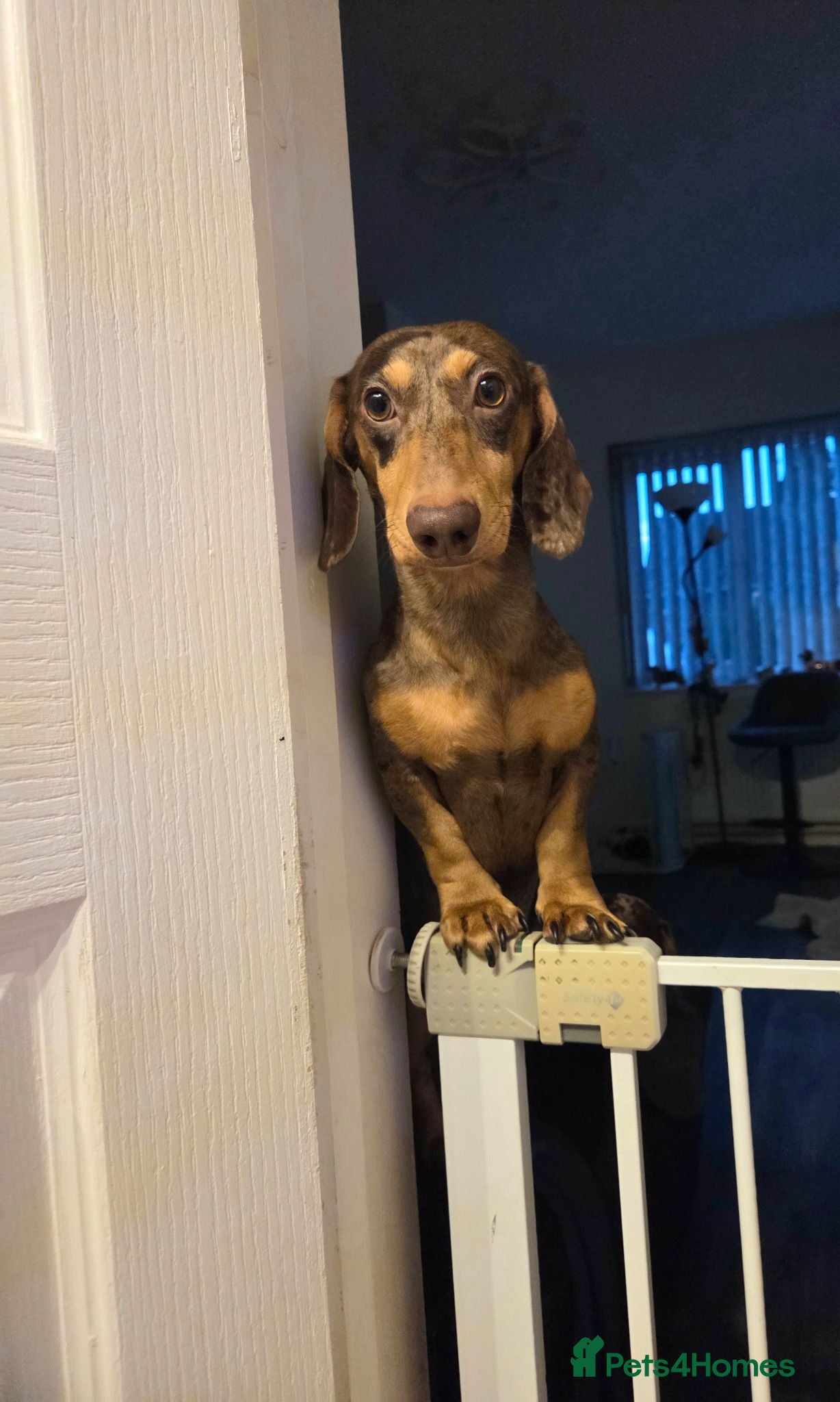 Miniature Dachshund dogs for sale: Kc registered Miniature Dachshund  - Advert 1