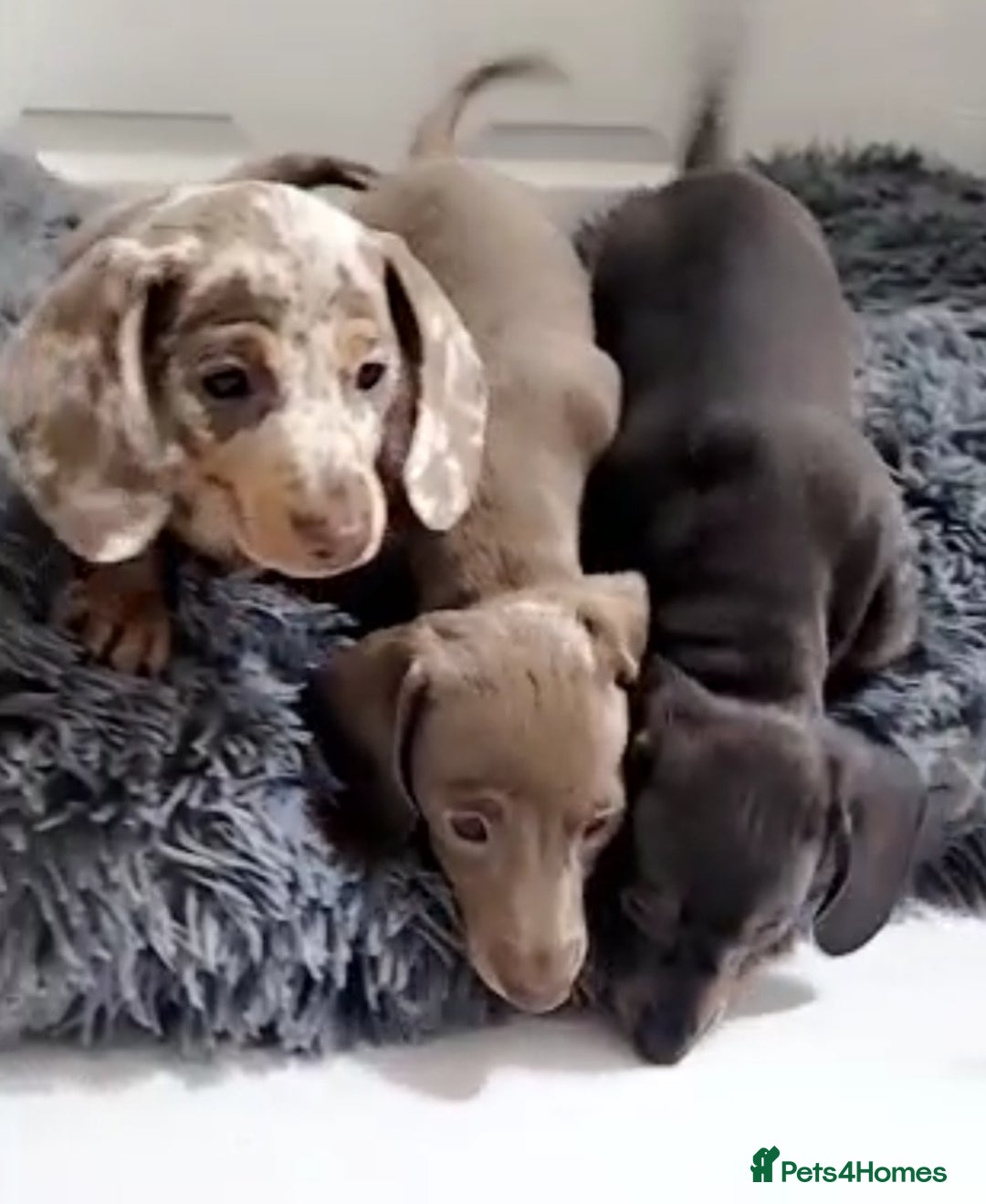 Miniature Dachshund dogs for sale: Kc Mini Dachshunds - Advert 3