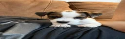 Jack Russell dogs for sale: Jack Russell Female puppy - Advert 8