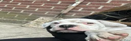 American Bulldog dogs for sale: My last baby boy - Advert 4