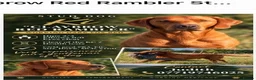 Labrador Retriever dogs for stud: CLAYBROW RED RAMBLER available for Stud (Proven) - Advert 1