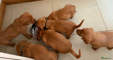 Labrador Retriever dogs - Advert 3