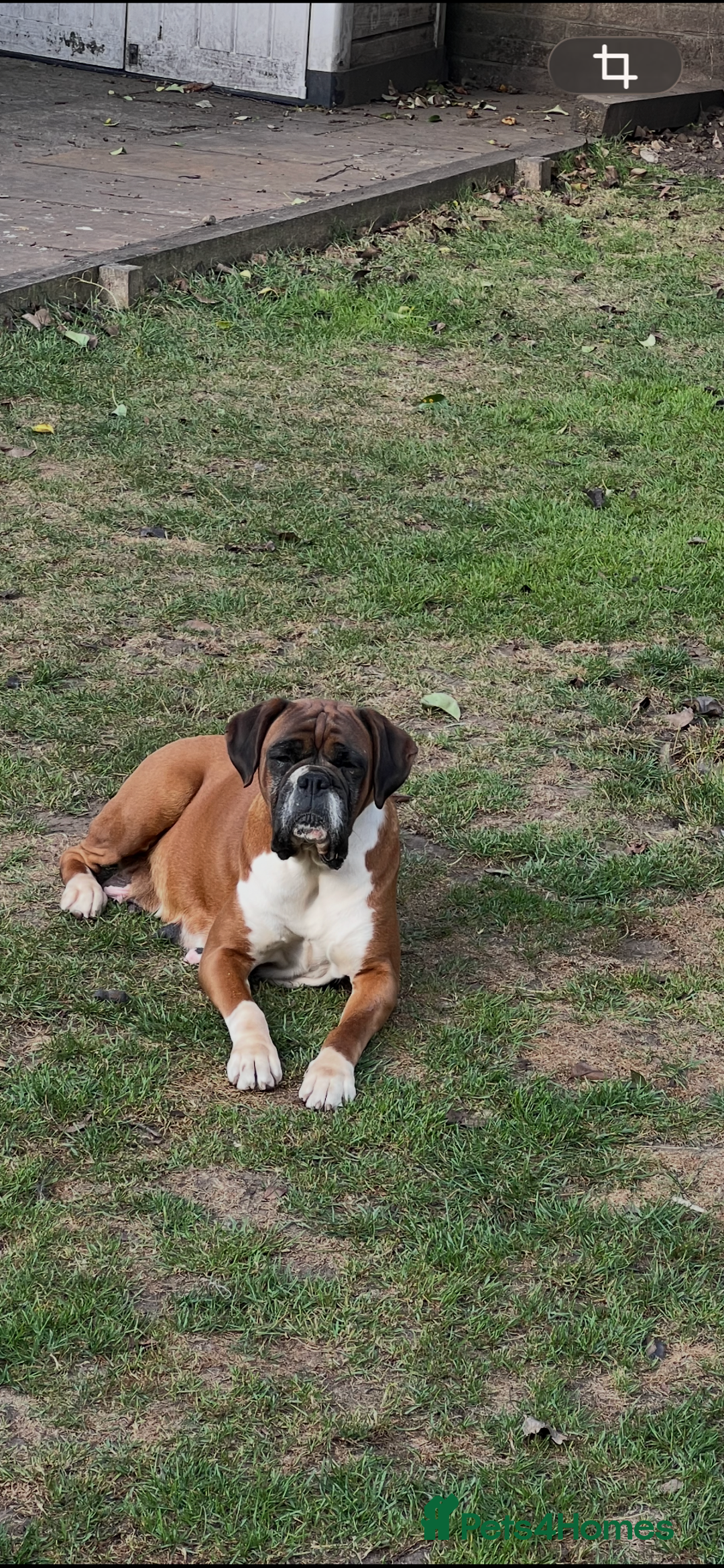 Boxer dogs for sale: Red and White Bobtail Girl - Advert 2