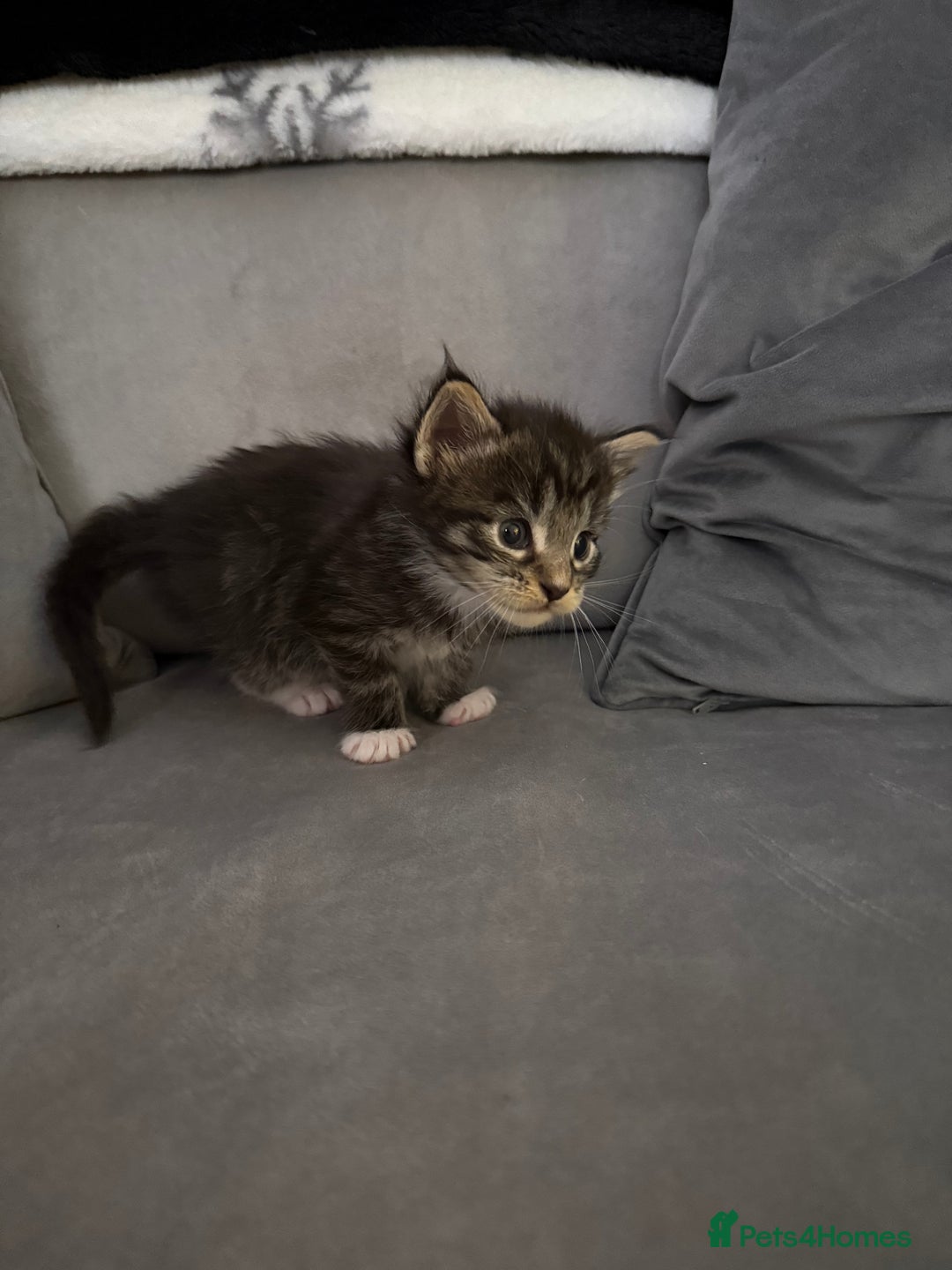 Maine Coon cats for sale: Maine Coon kittens some polydactyl.  - Advert 16