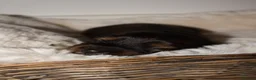 Miniature Dachshund dogs for sale: Miniature Long Haired Dachshund Puppies Available! - Advert 6
