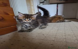 Maine Coon cats for sale: 2 Gorgeous Mane Coon Kittens  - Image 8
