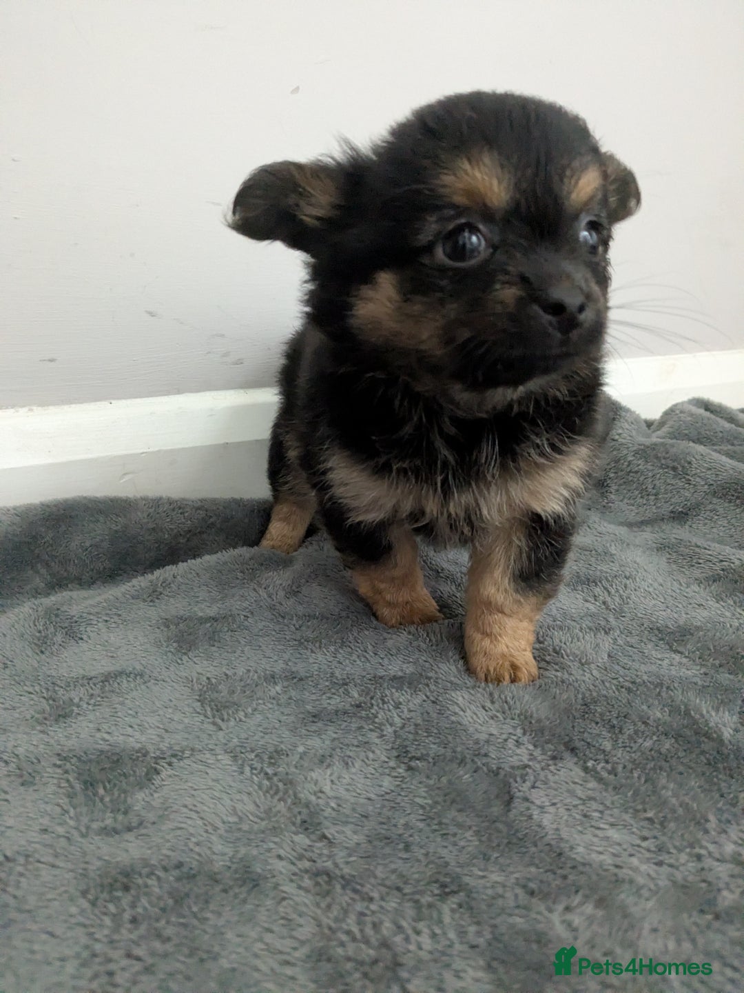 Chorkie dogs for sale: Chorkie babies  - Image 6