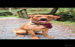 Labrador Retriever dogs for sale: Fox red labrador pups for sale - Image 19