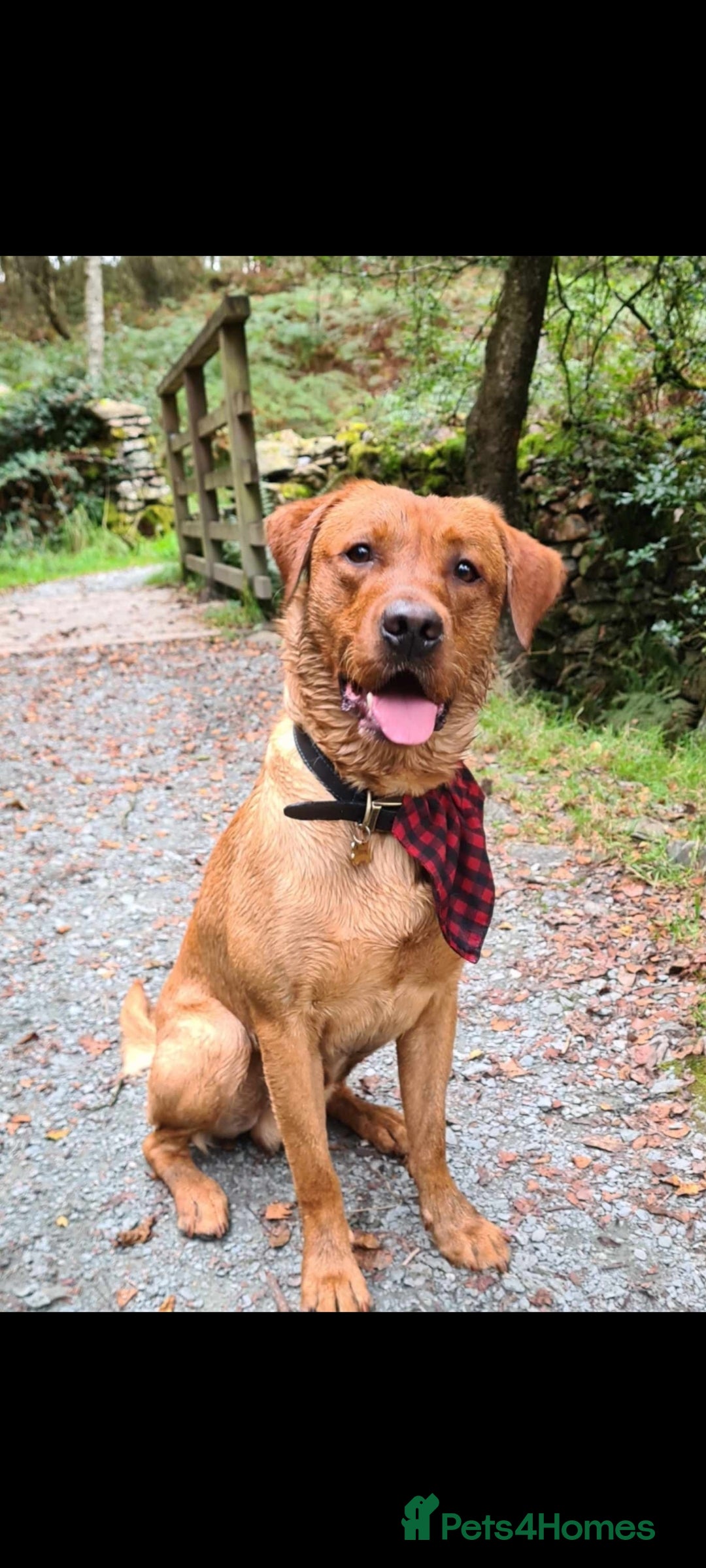 Labrador Retriever dogs for sale: Fox red labrador pups for sale - Image 19