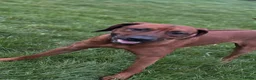 Rhodesian Ridgeback dogs for sale: Rhodesian Ridgeback Adult male  - Advert 3