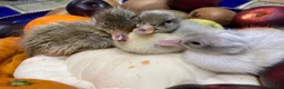 Mixed Breed poultry for sale: Hatching Eggs and Chicks! Guineas,Ducks & Chickens - Advert 3
