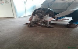 Cocker Spaniel dogs for sale: Two adult spaniels - Image 7