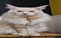 Maine Coon cats for sale: Male cream smoke  - Image 4