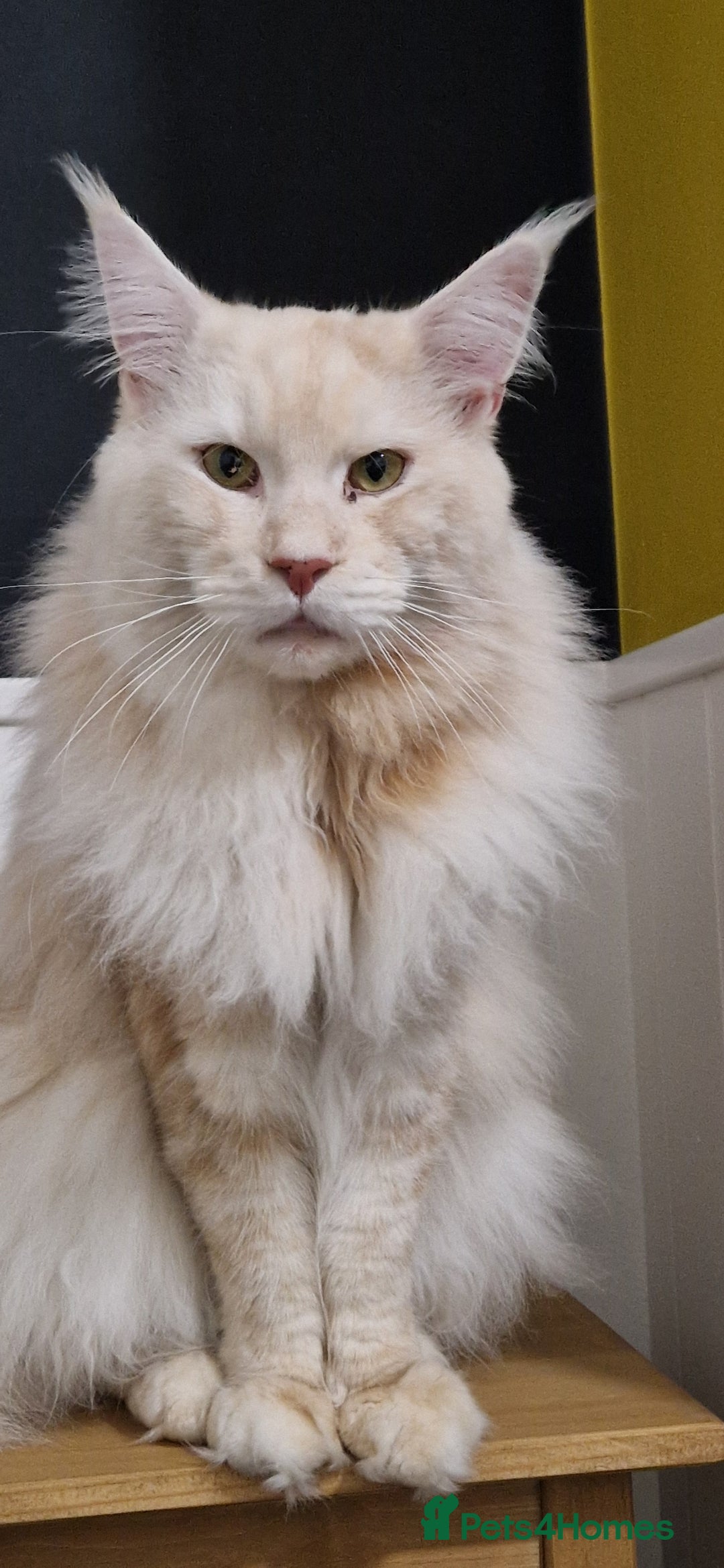 Maine Coon cats for sale: Male cream smoke  - Image 4