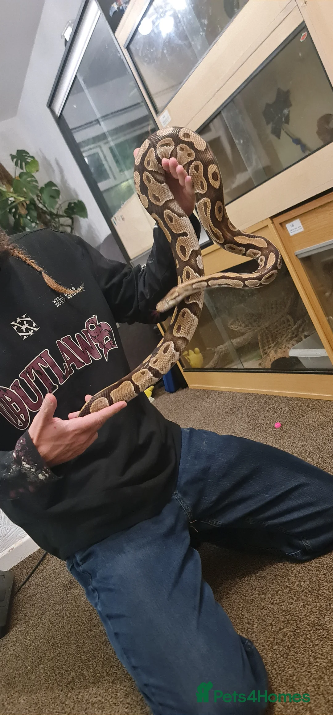 Python Snake reptiles for sale: Het Pied Ball Phython  - Advert 2