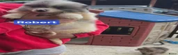 Pomeranian dogs for sale:  3 gorgeous pomeranian puppies available  - Advert 25