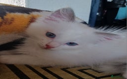 Ragdoll cats for sale: CUTE BLUE COLOUR POINT RAGDOLL KITTENS  - Image 13