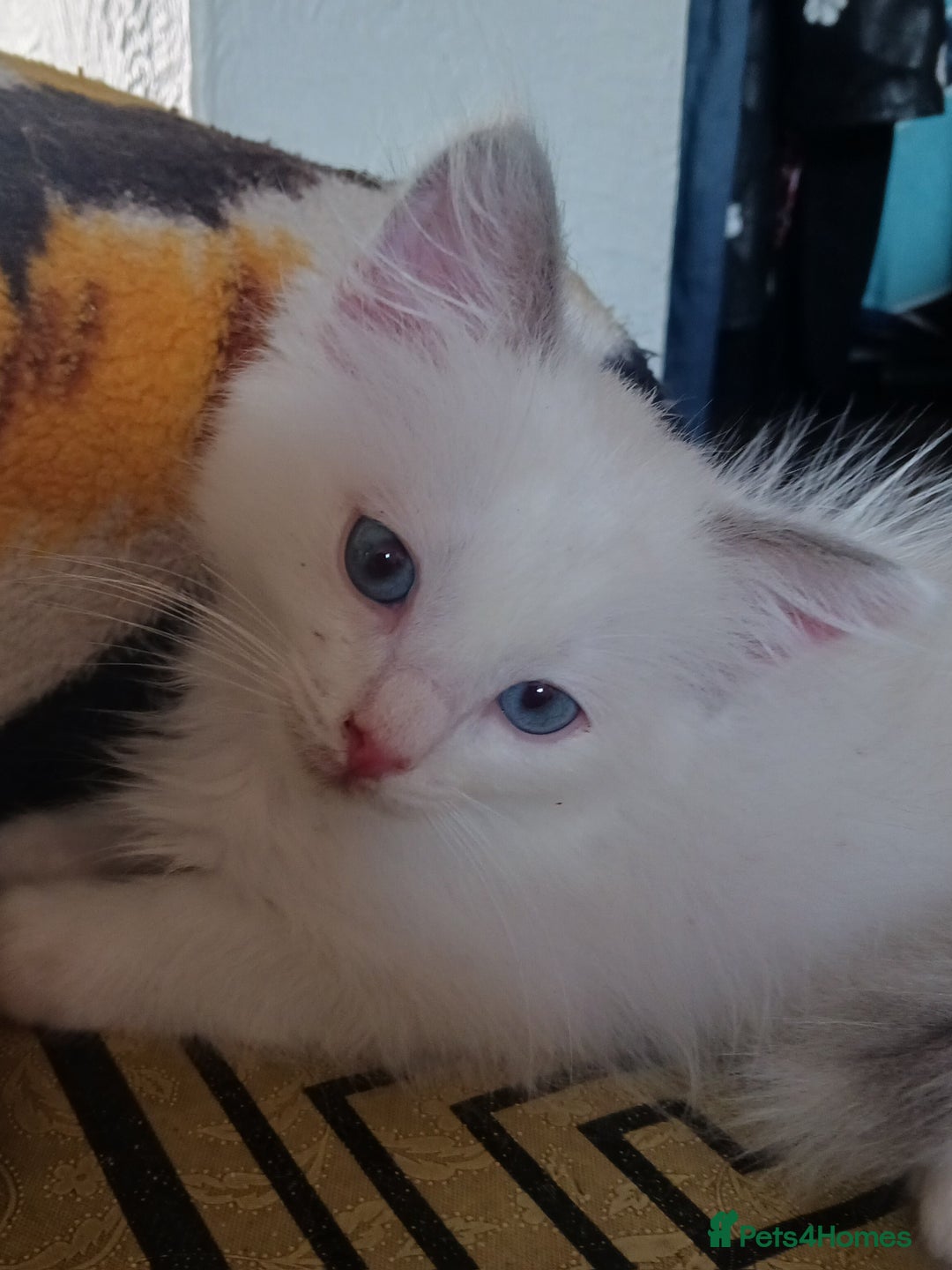 Ragdoll cats for sale: CUTE BLUE COLOUR POINT RAGDOLL KITTENS  - Image 13