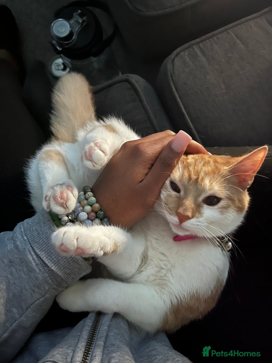 Domestic Shorthair cats for sale: Ginger & White Domestic Female Shorthair - Advert 7