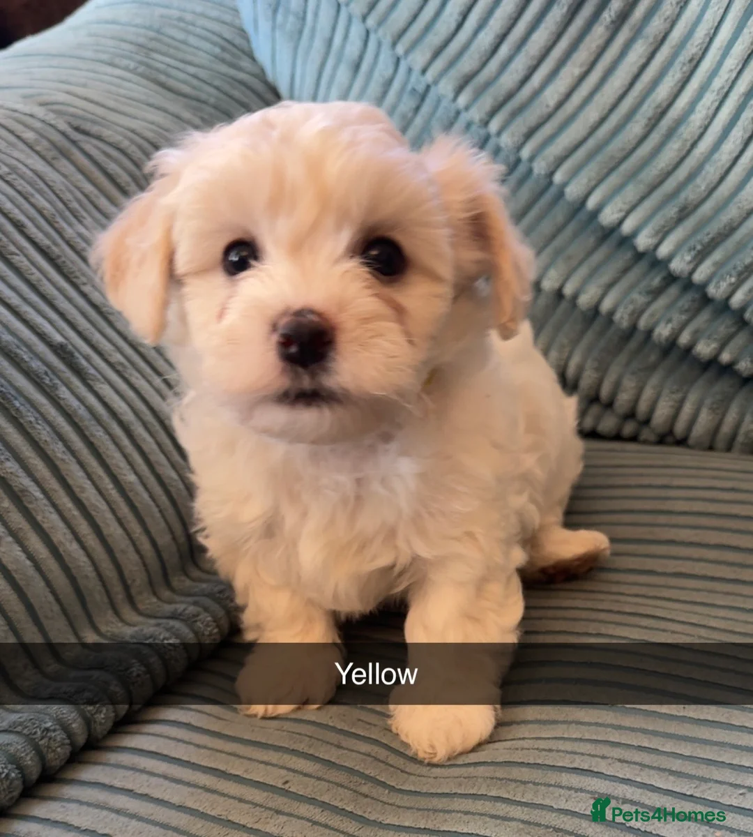 Cavachon dogs for sale: Cavachons - Advert 11