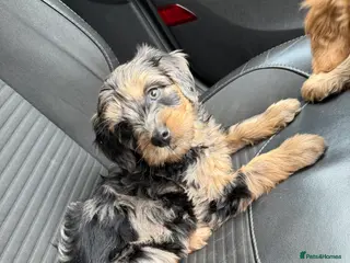 Mini Goldendoodle dogs Ready now health tested F1 goldendoodle puppies - Advert 3